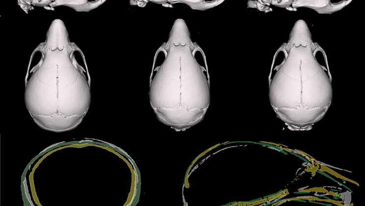 Nicotine-Free Vaping Alters Baby Skulls in the Womb
