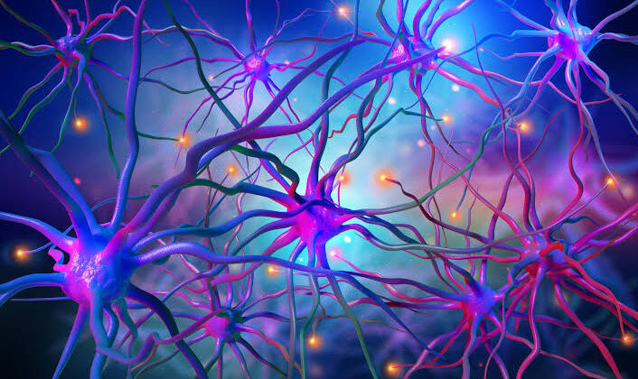 Scientists Discover Protein That Strengthens Brain Cell Connections and Boosts Memory