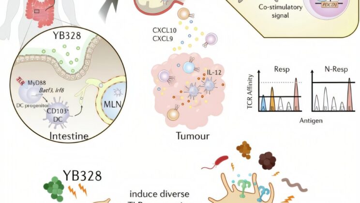 Tiny Gut Bacterium Discovered to Supercharge Cancer Immunotherapy
